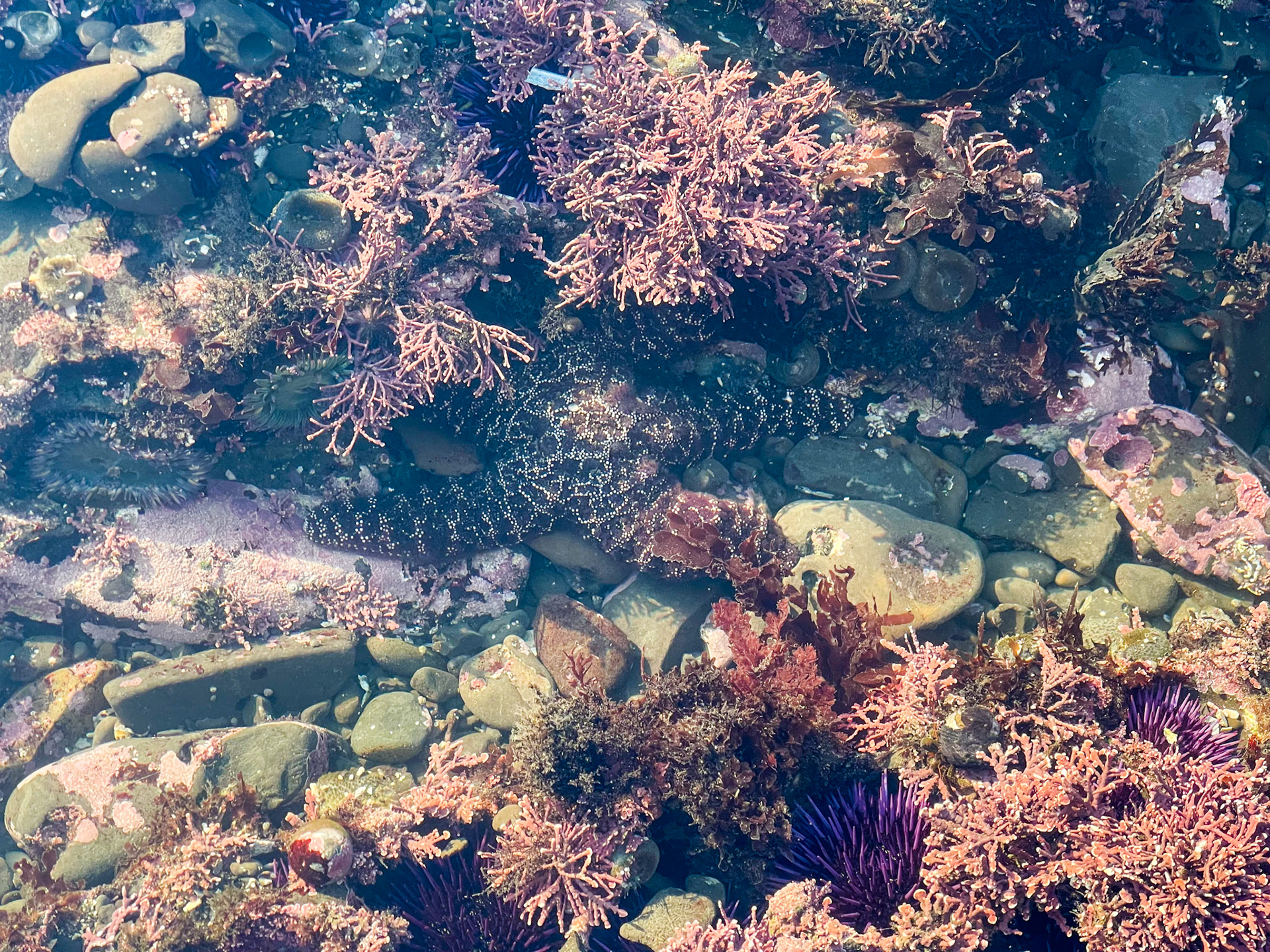 Tide Pools