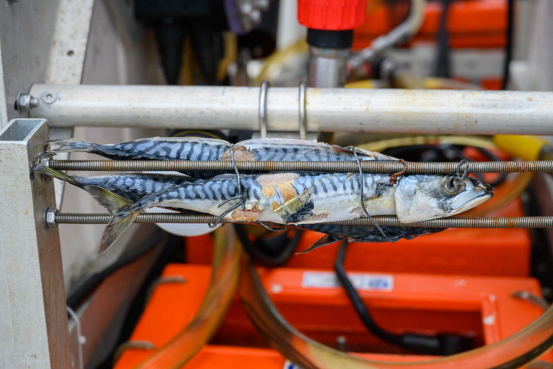 Fish bait on Lander SKAFF