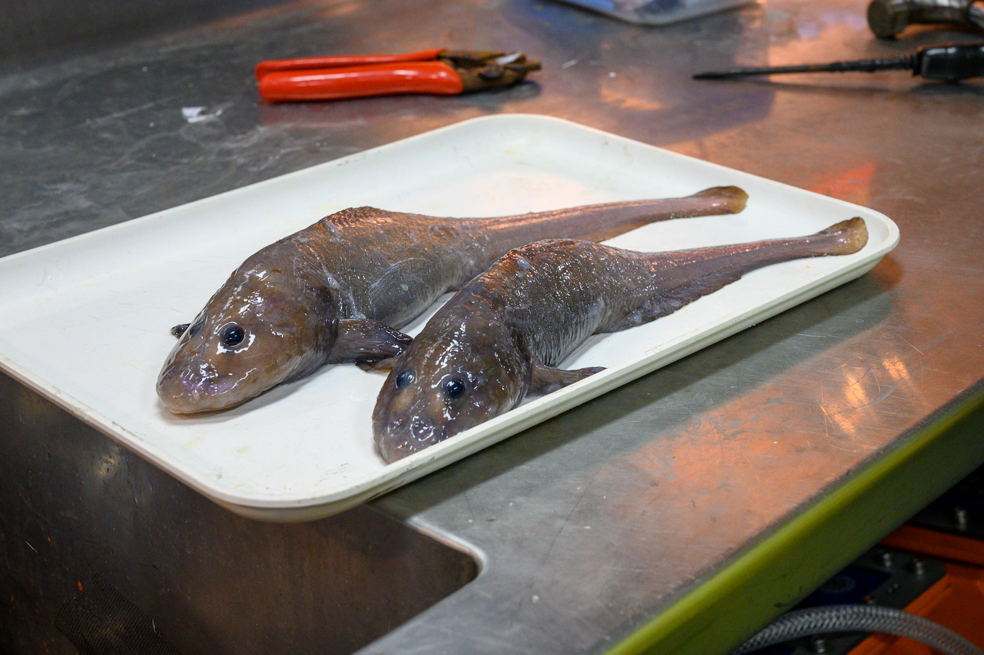 Two specimens collected during dive 3