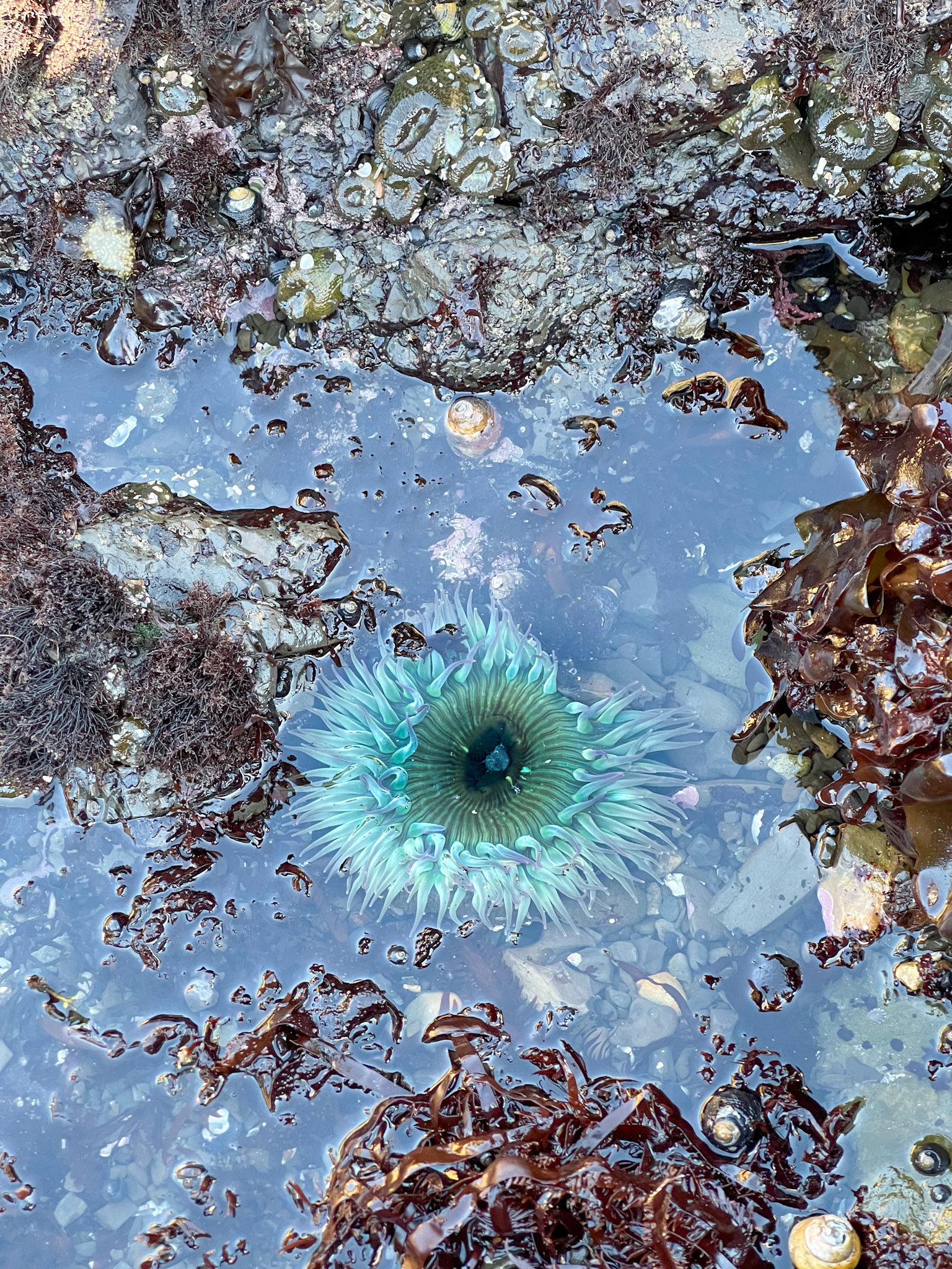 Anemone