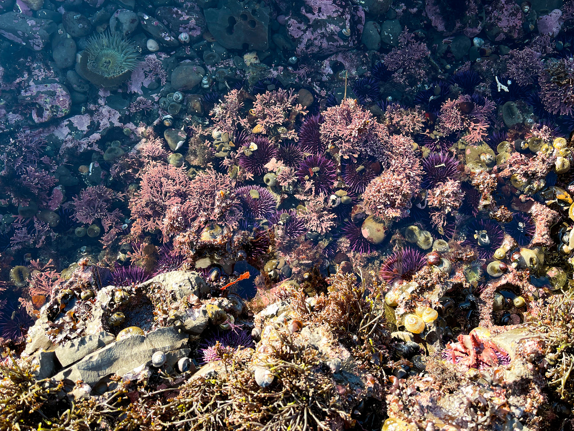 Tide Pools