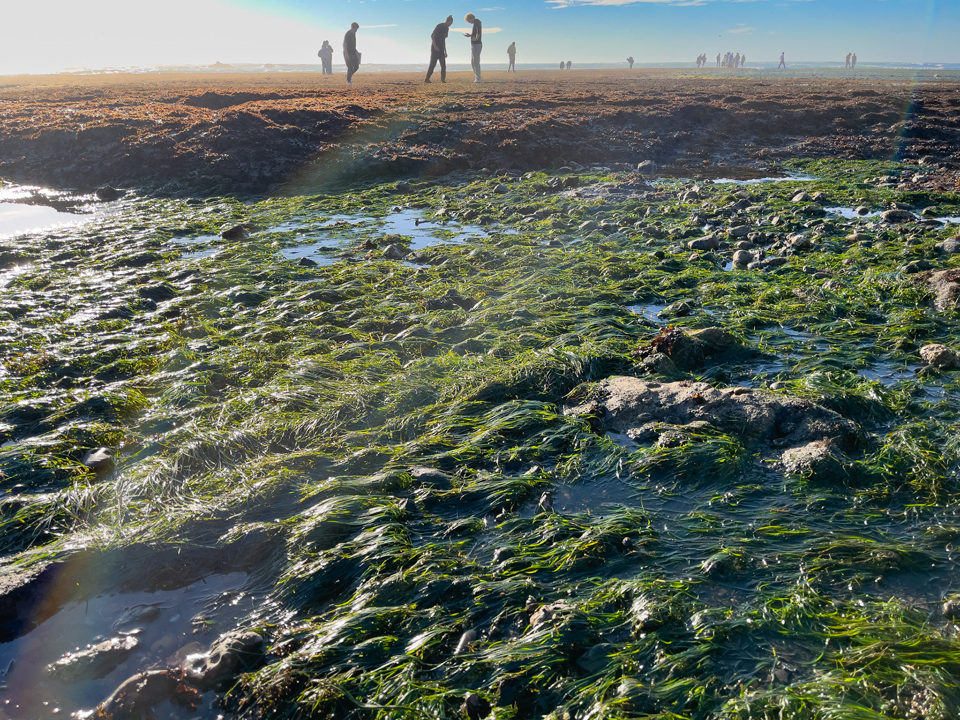 Sea Grass