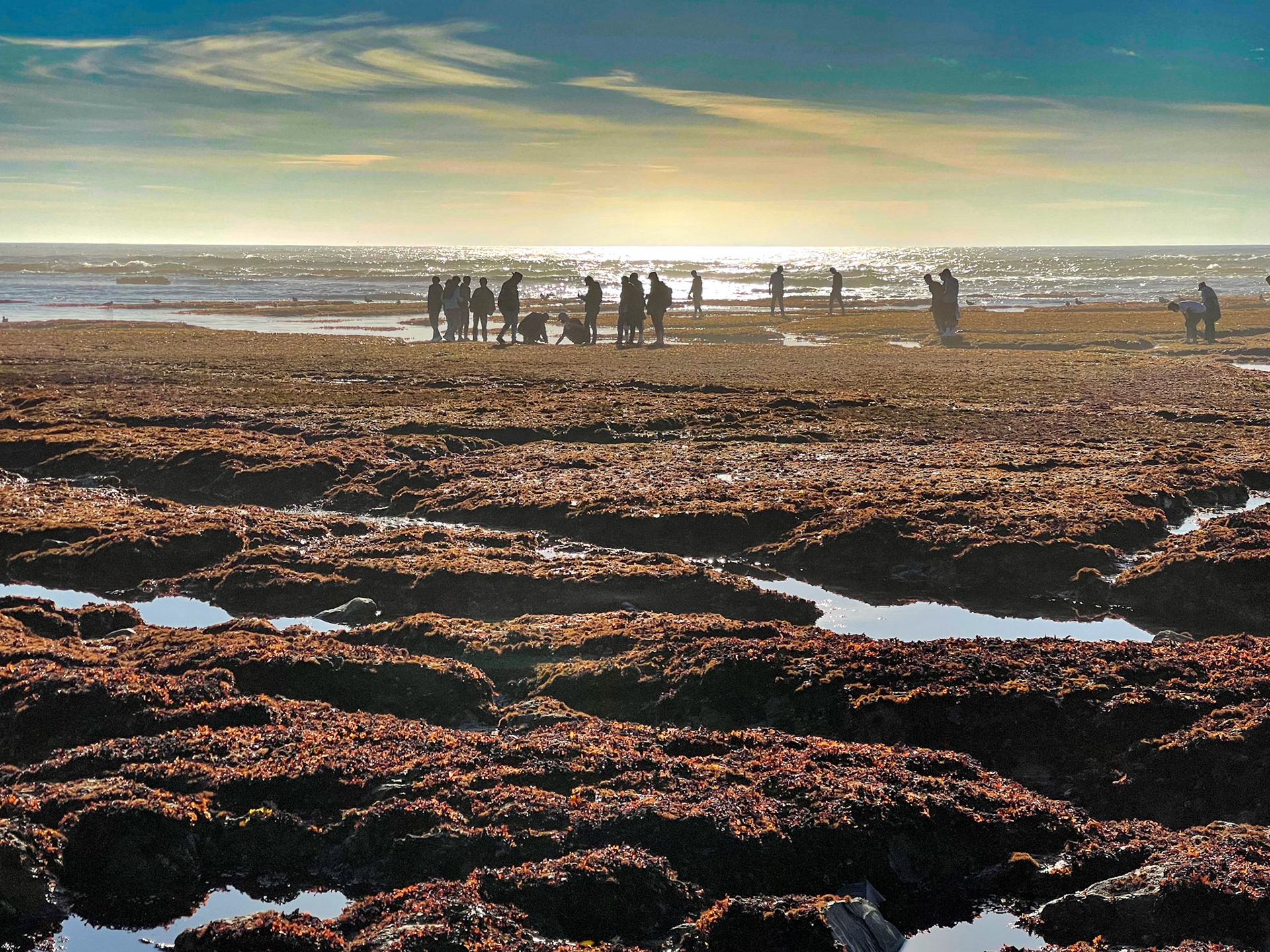 Intertidal Zone