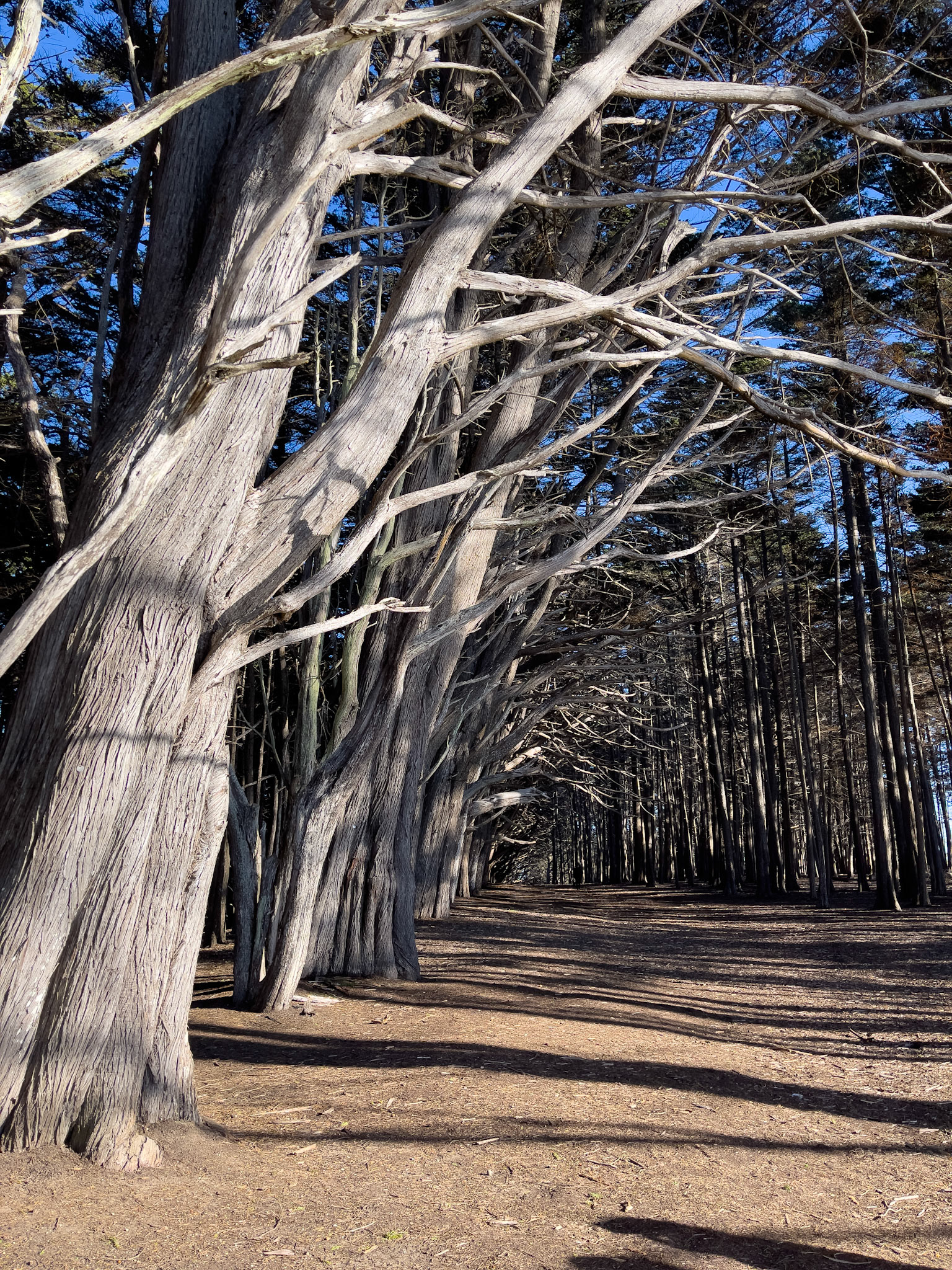 Bluff Trail