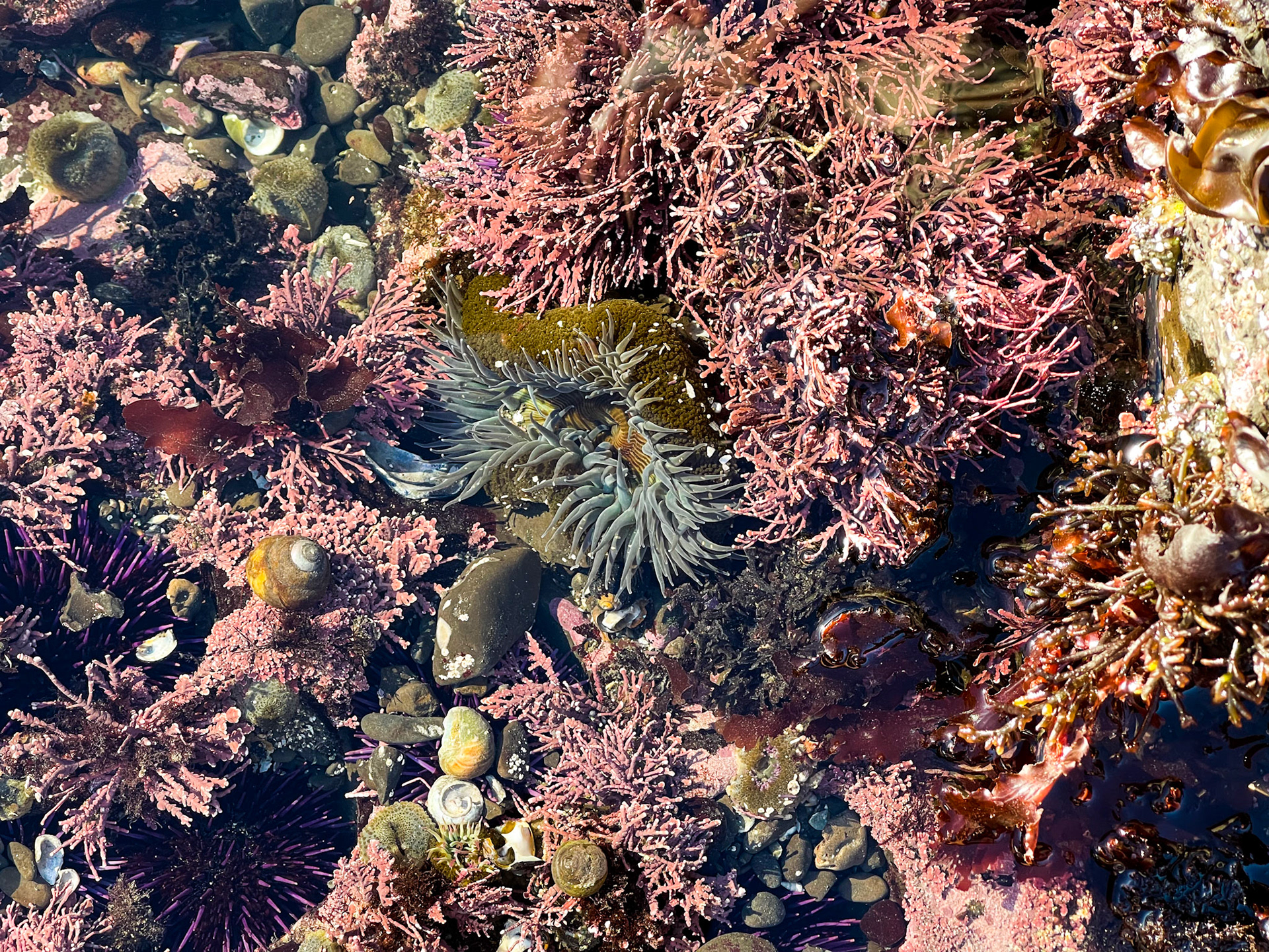 Tide Pools