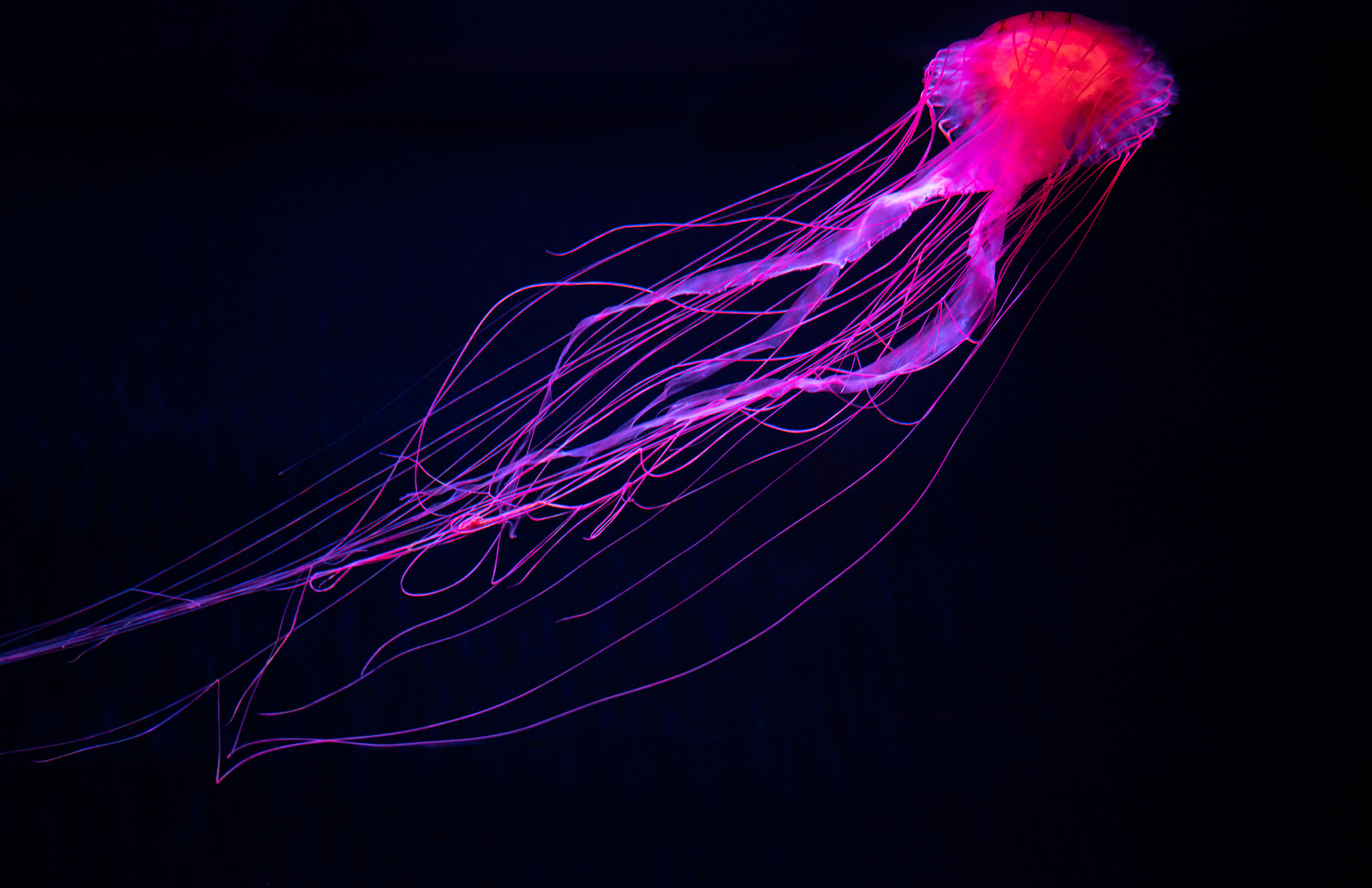 Jellyfish