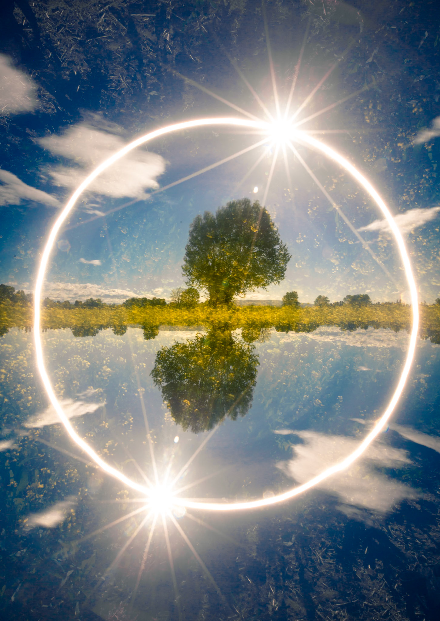 L'arbre , le soleil et le colza