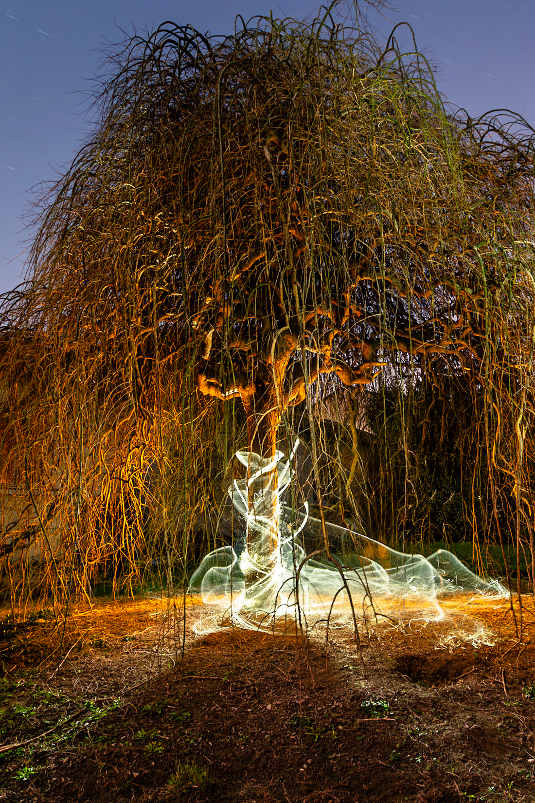 L'arbre de lumière
