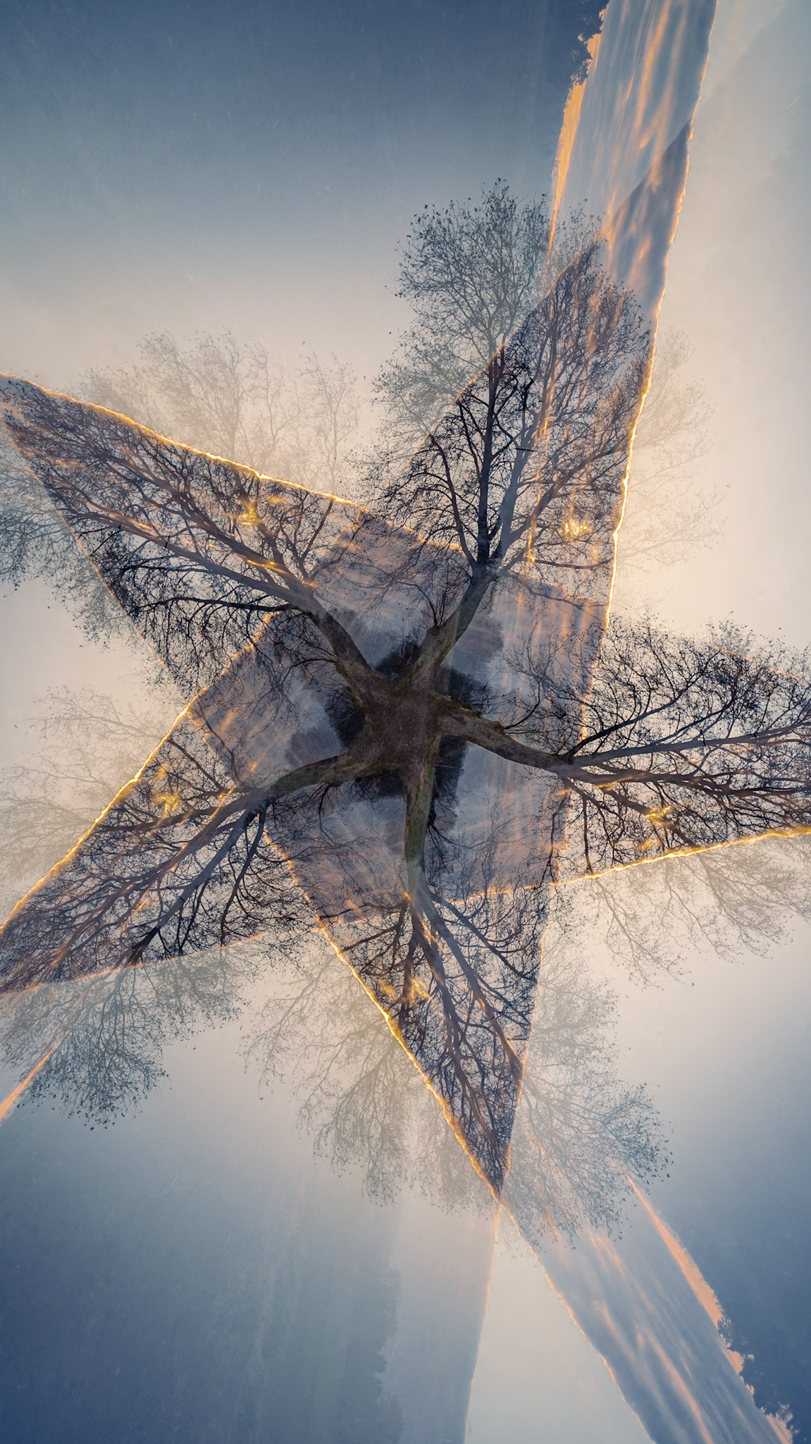 L'arbre étoile