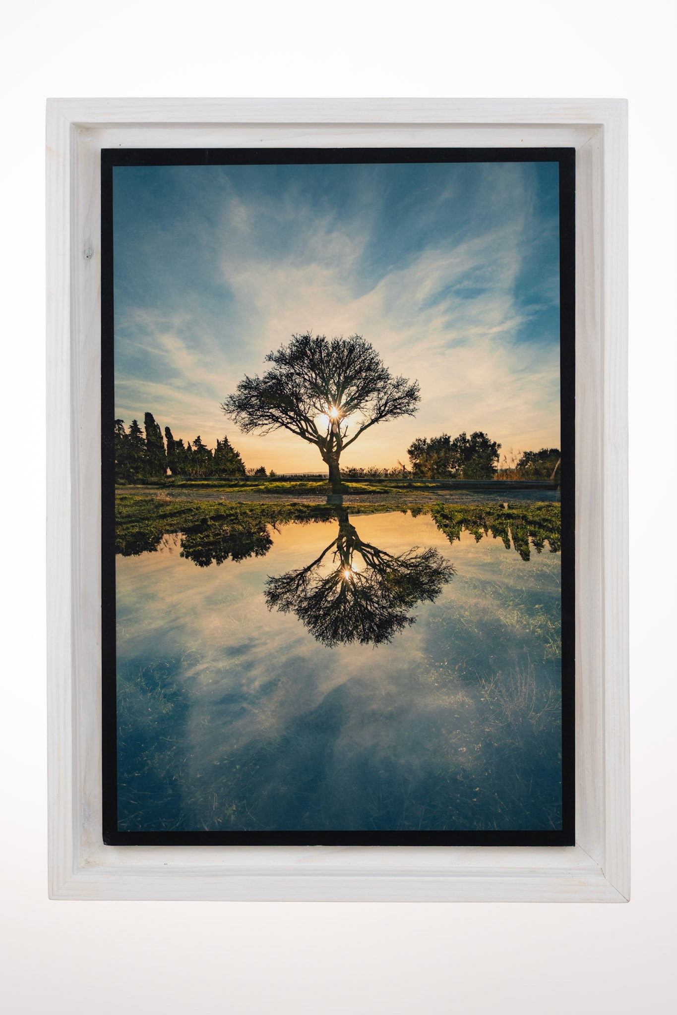 L'arbre des origines