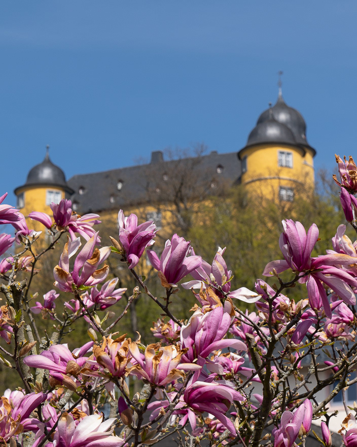 Montabaur