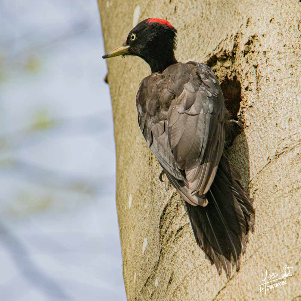 Inspection de la loge du Pic noir