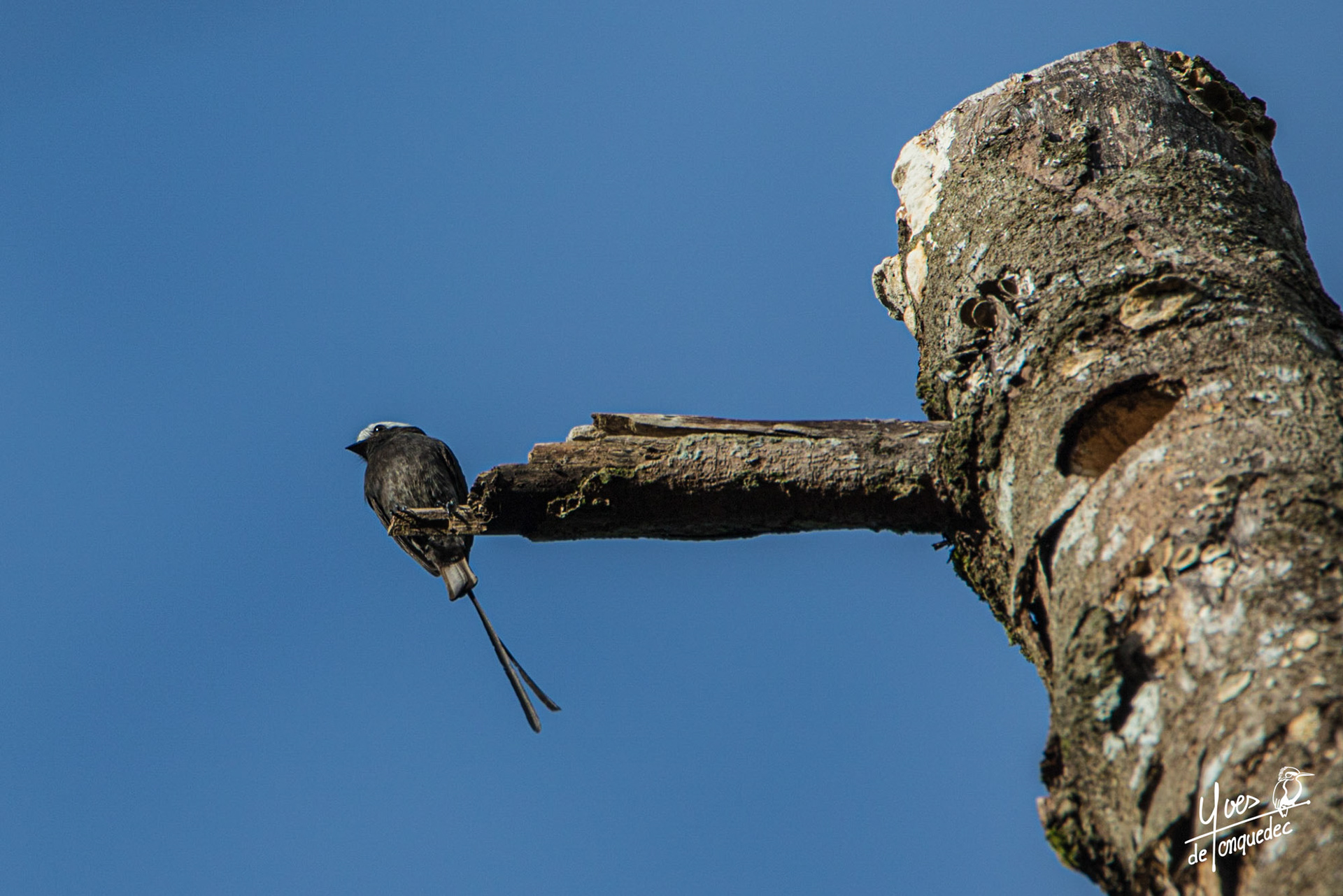 La loge du Moucherolle à longs brins