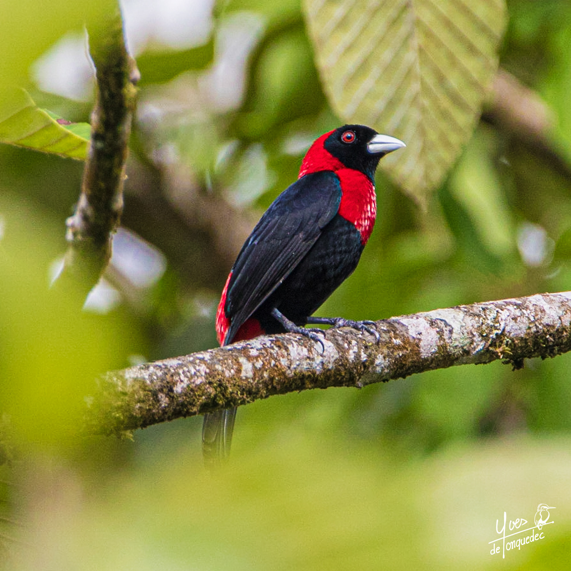 Le somptueux Tangara ceinturé