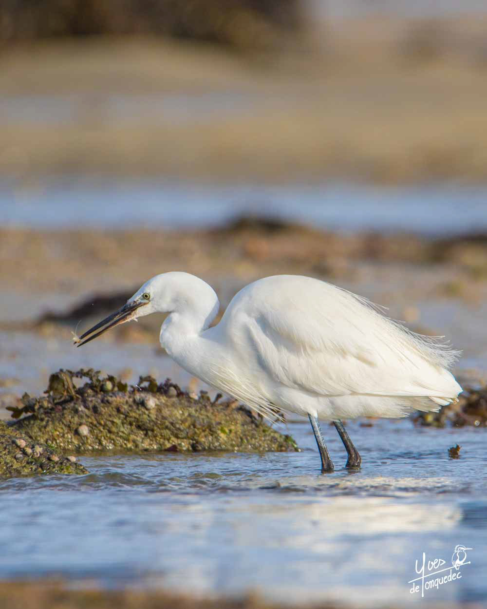Pêche à la Crevette de l'Aigrette garzette - Baie Sainte Anne Trégastel le 2 janvier 2021