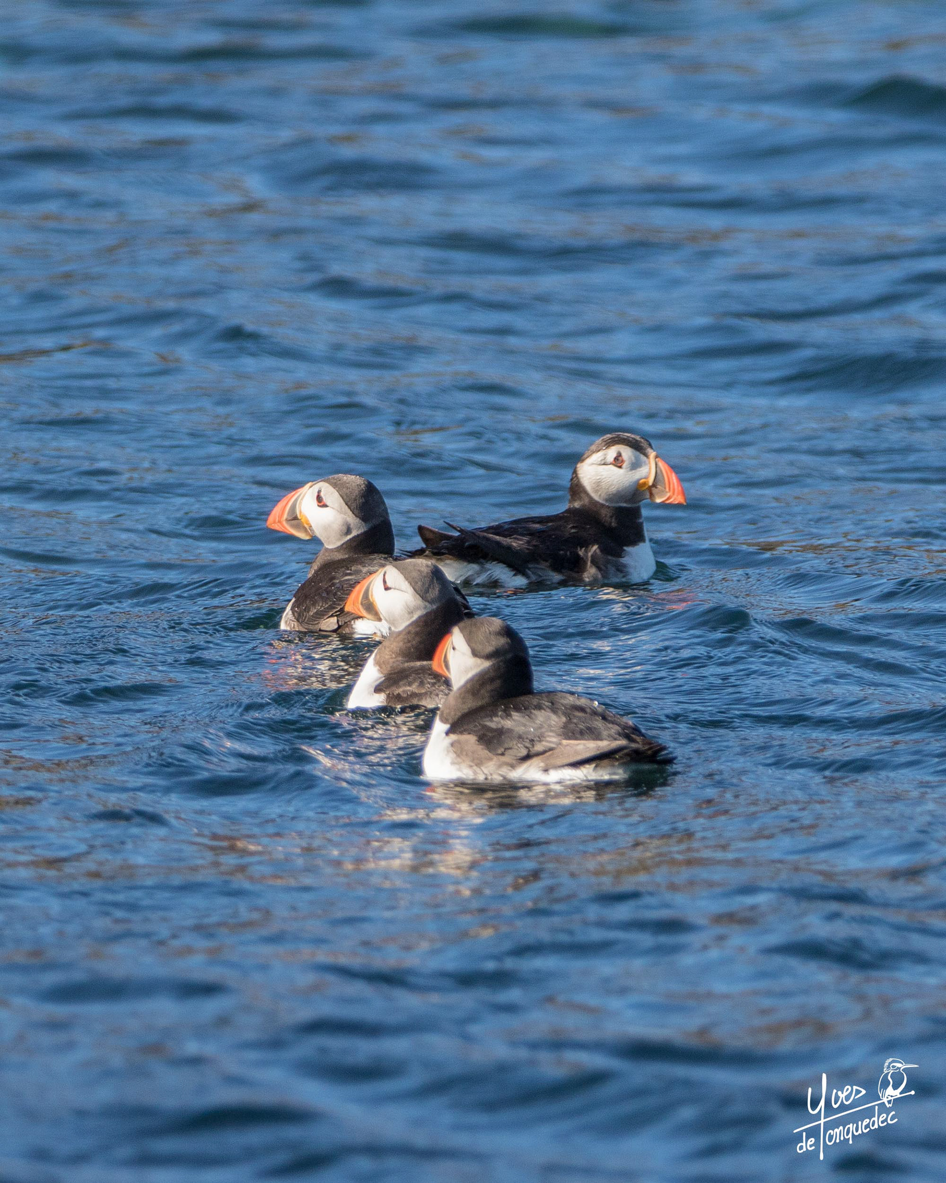 Quatre Macareux moine  - le 13 juillet 2020 - Réserve des 7 iles Perros Guirec 