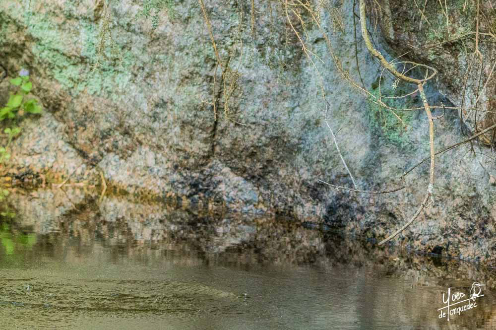 Le plongeon du Martin-pêcheur d'Europe...