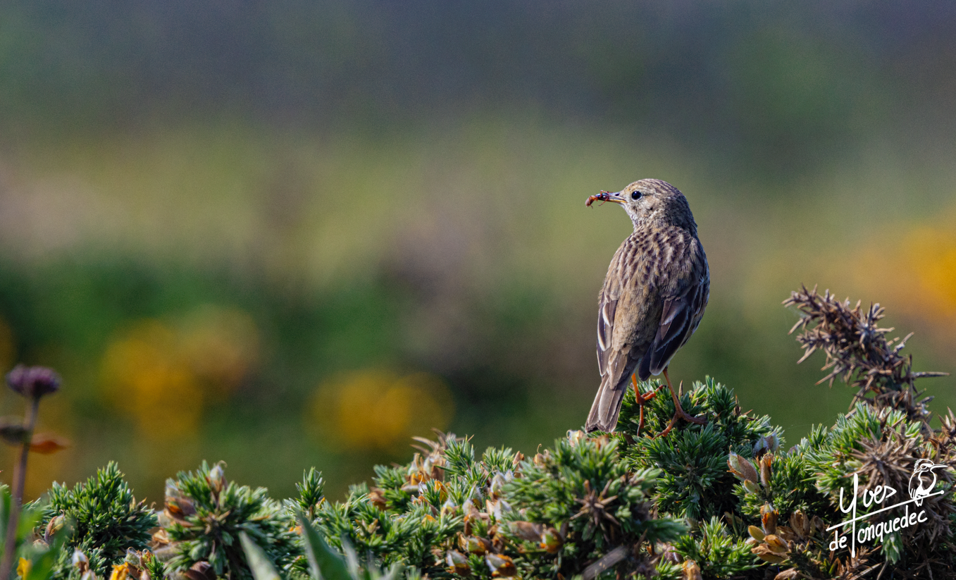 La proie du Pipit farlouse, une offrande à sa compagne - A Henry L.