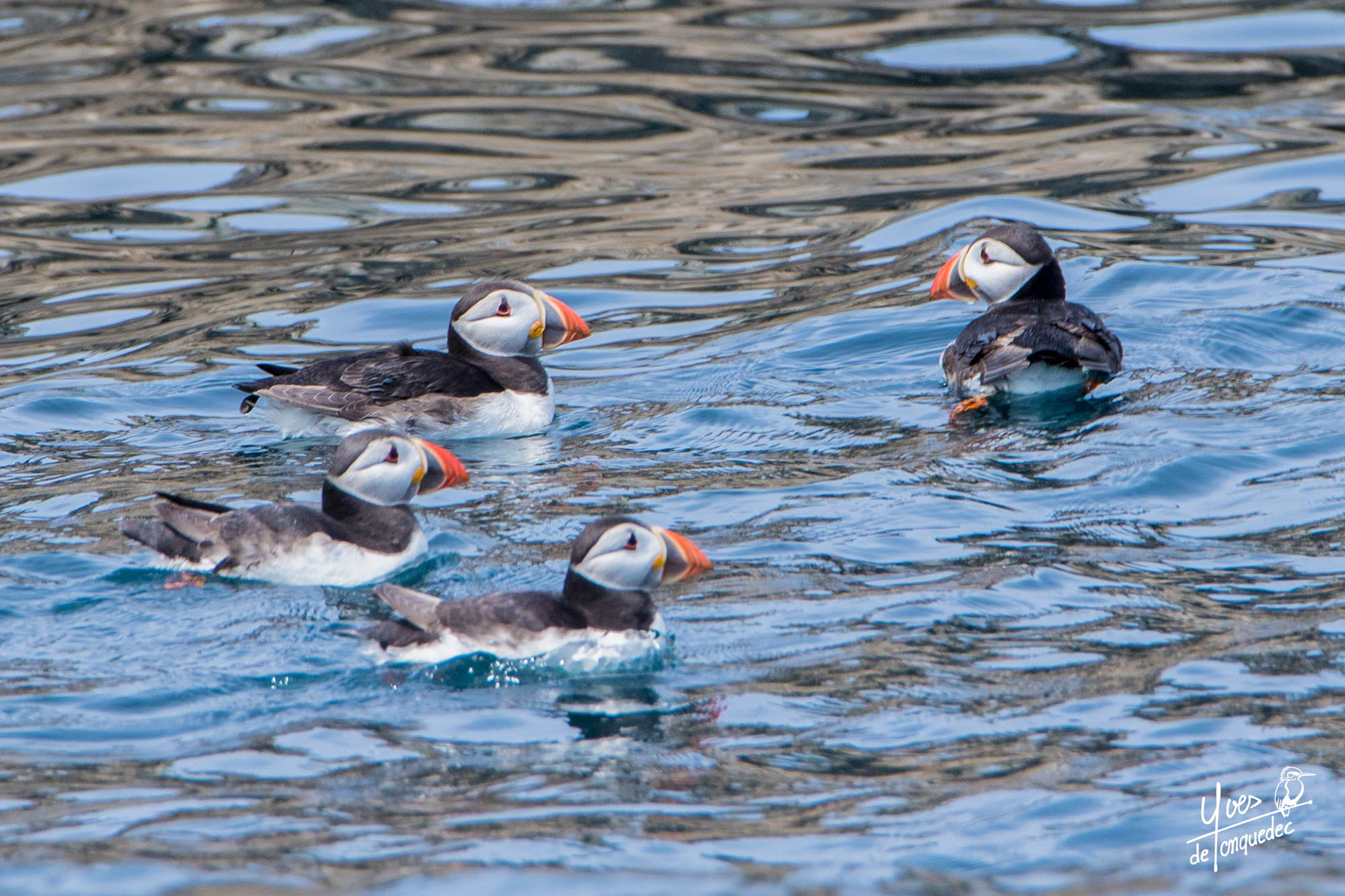 Quatre Macareux moine au bain - le 01 juin 2019 - Réserve des 7 iles Perros Guirec
