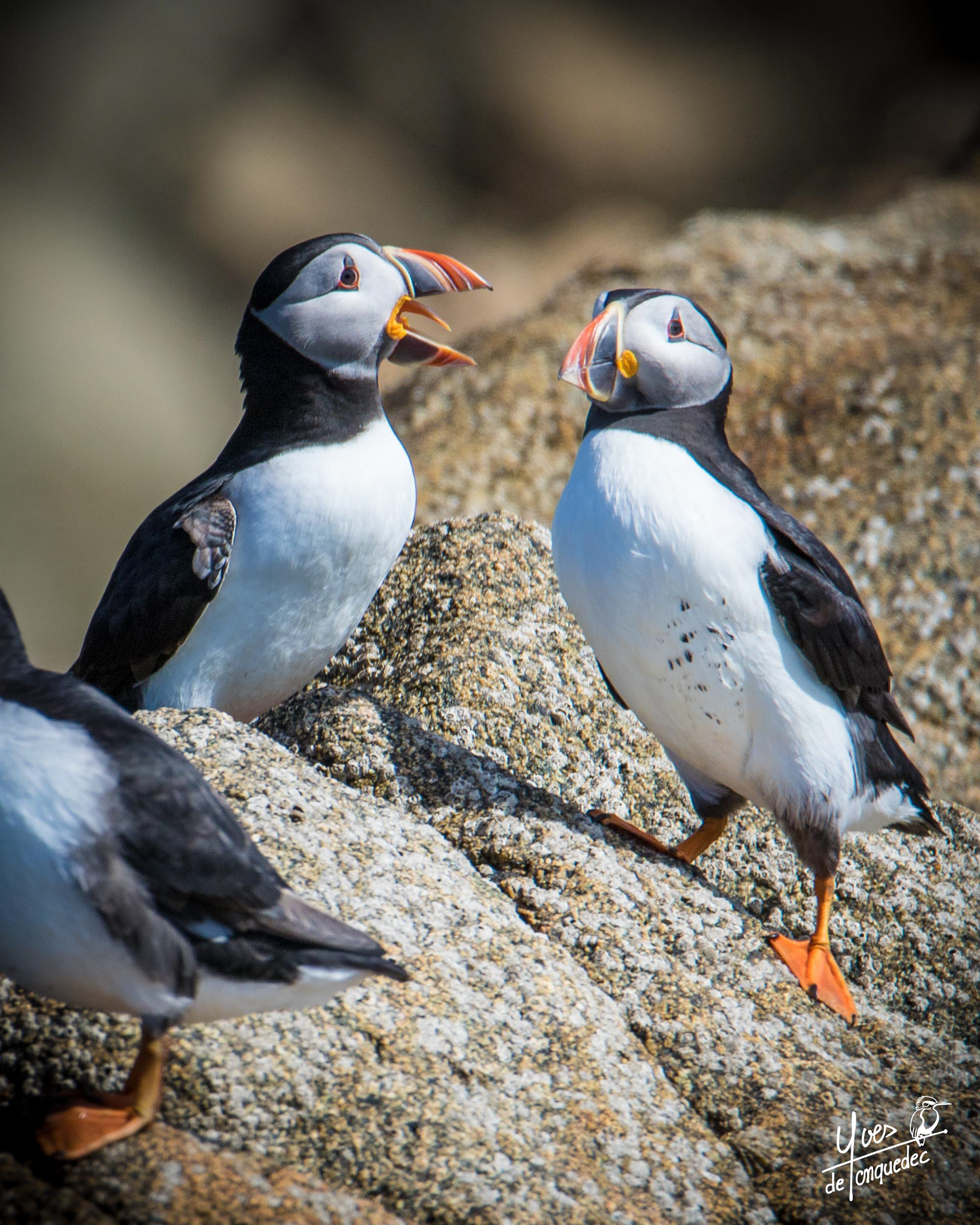 Le cri du Macareux moine - le 13 mai 2021 - Réserve des 7 iles Perros Guirec France