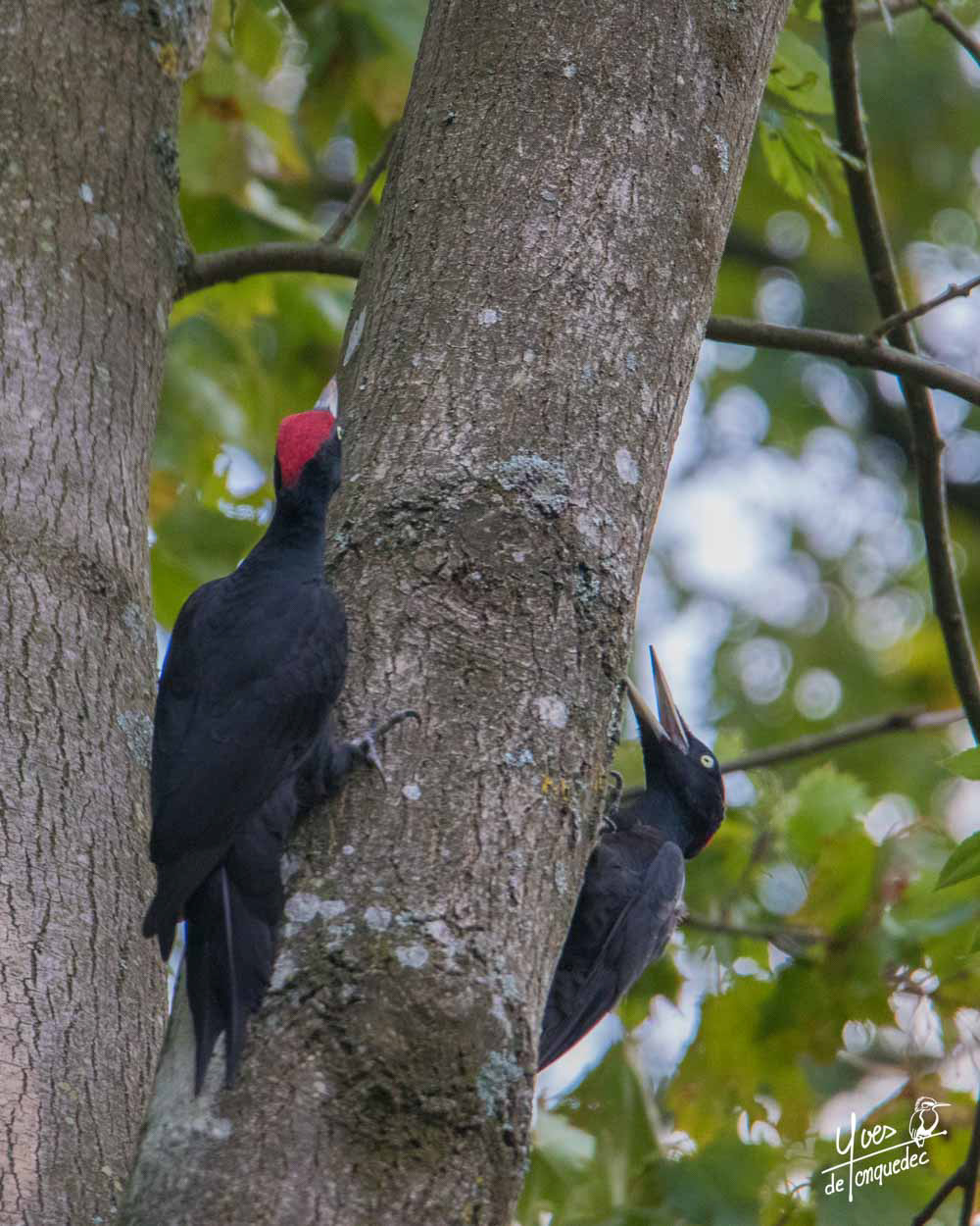 La parade du Pic noir