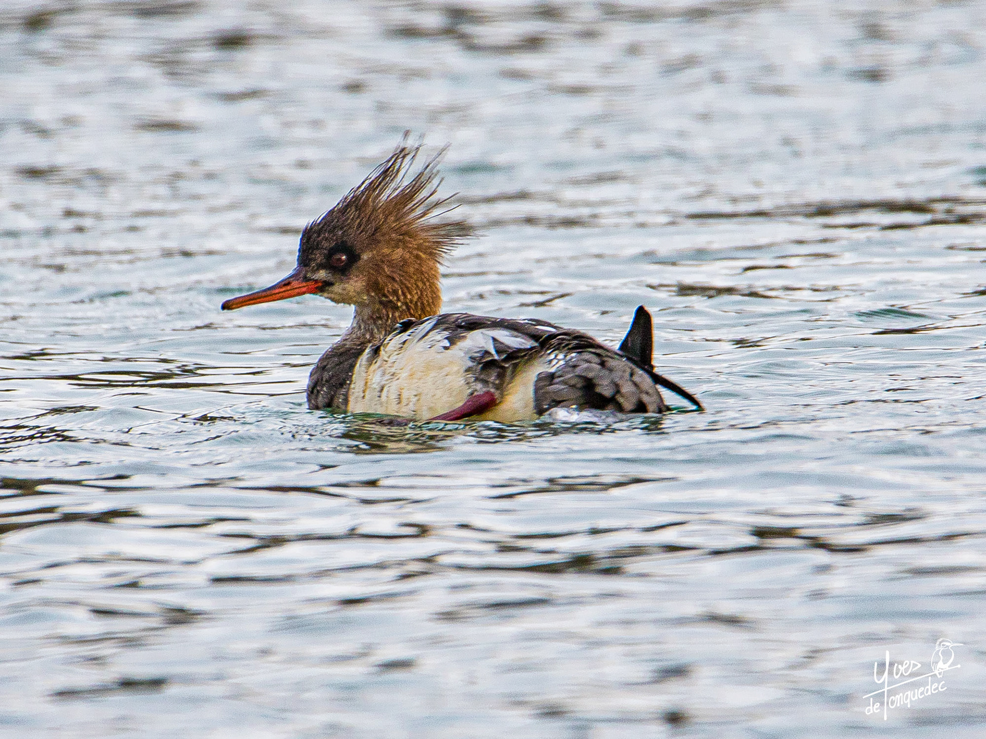 Le Harle hupé dans le couchant