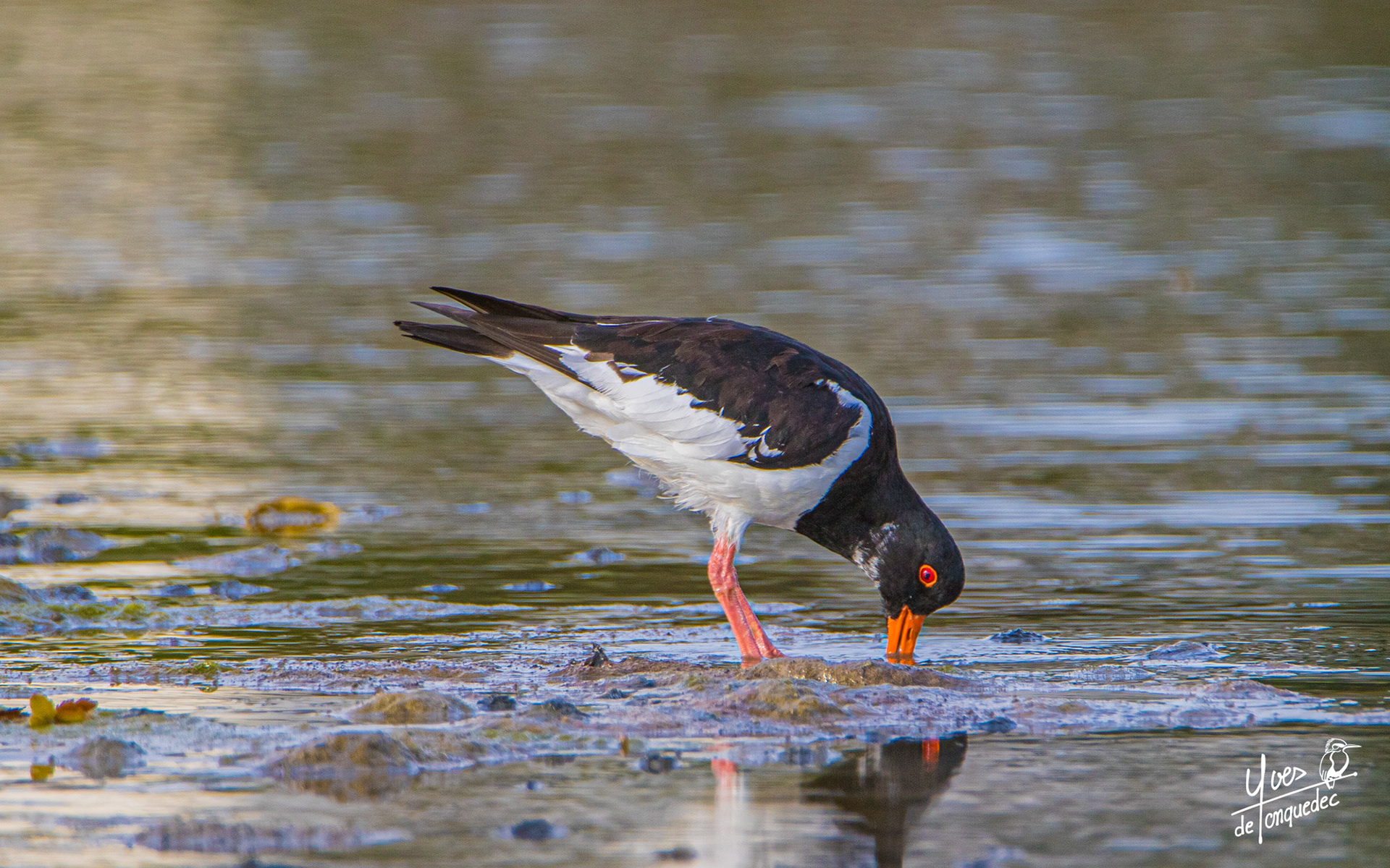 L'Huitrier pie fouissant