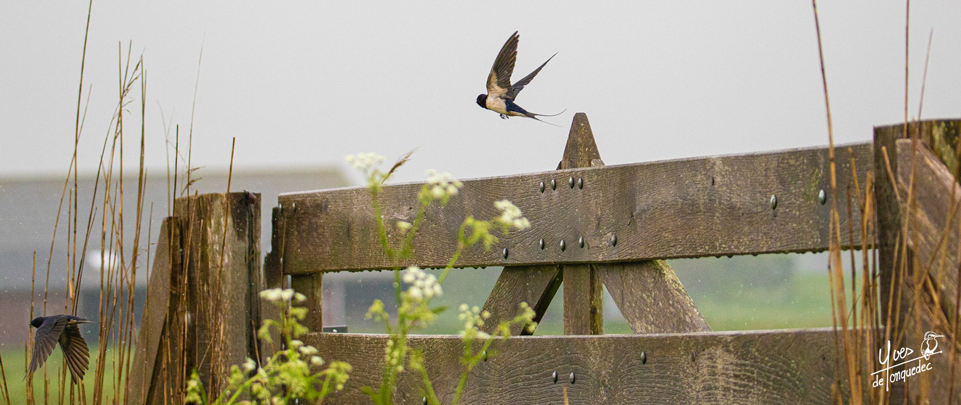 Course poursuite des Hirondelles rustiques 