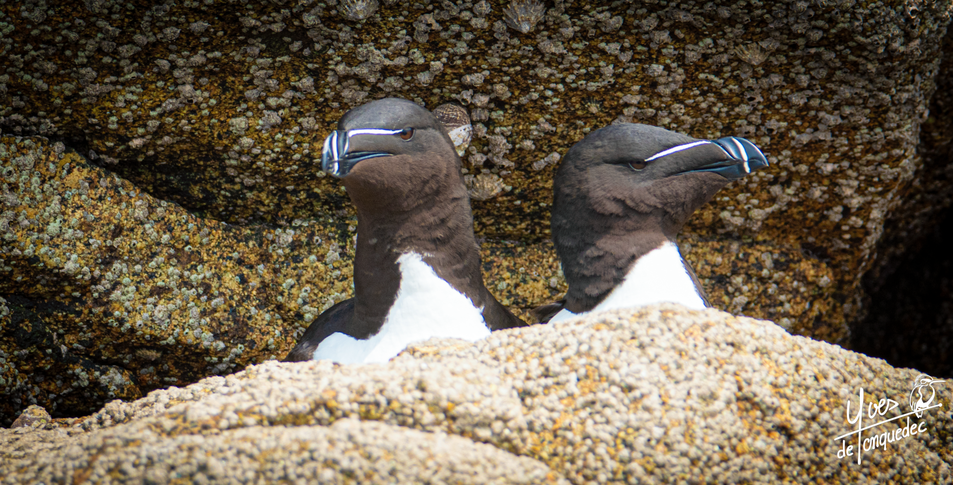 Indiscretion dans le nid de Pingouin torda