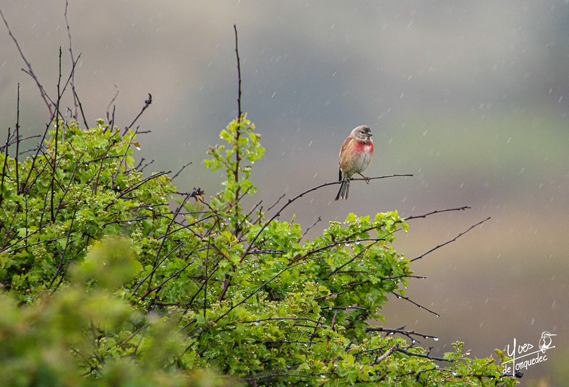 La Linotte mélodieuse va chanter sous la pluie