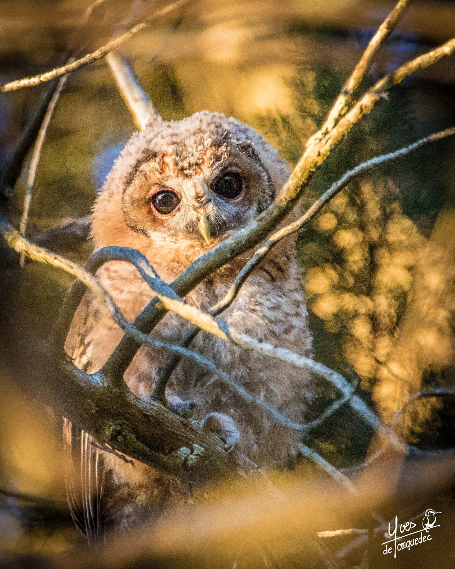 Une jeune Chouette hulotte