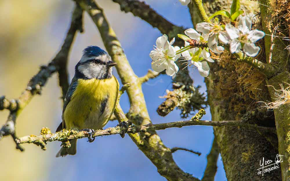 Mésange bleue dans le vieux pommier