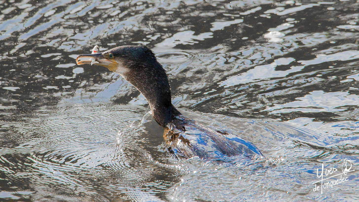 La pêche du Grand cormoran dans l'étang