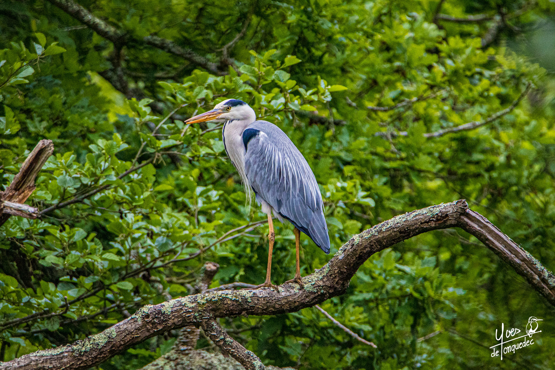 Héron cendré branché sur l'étang