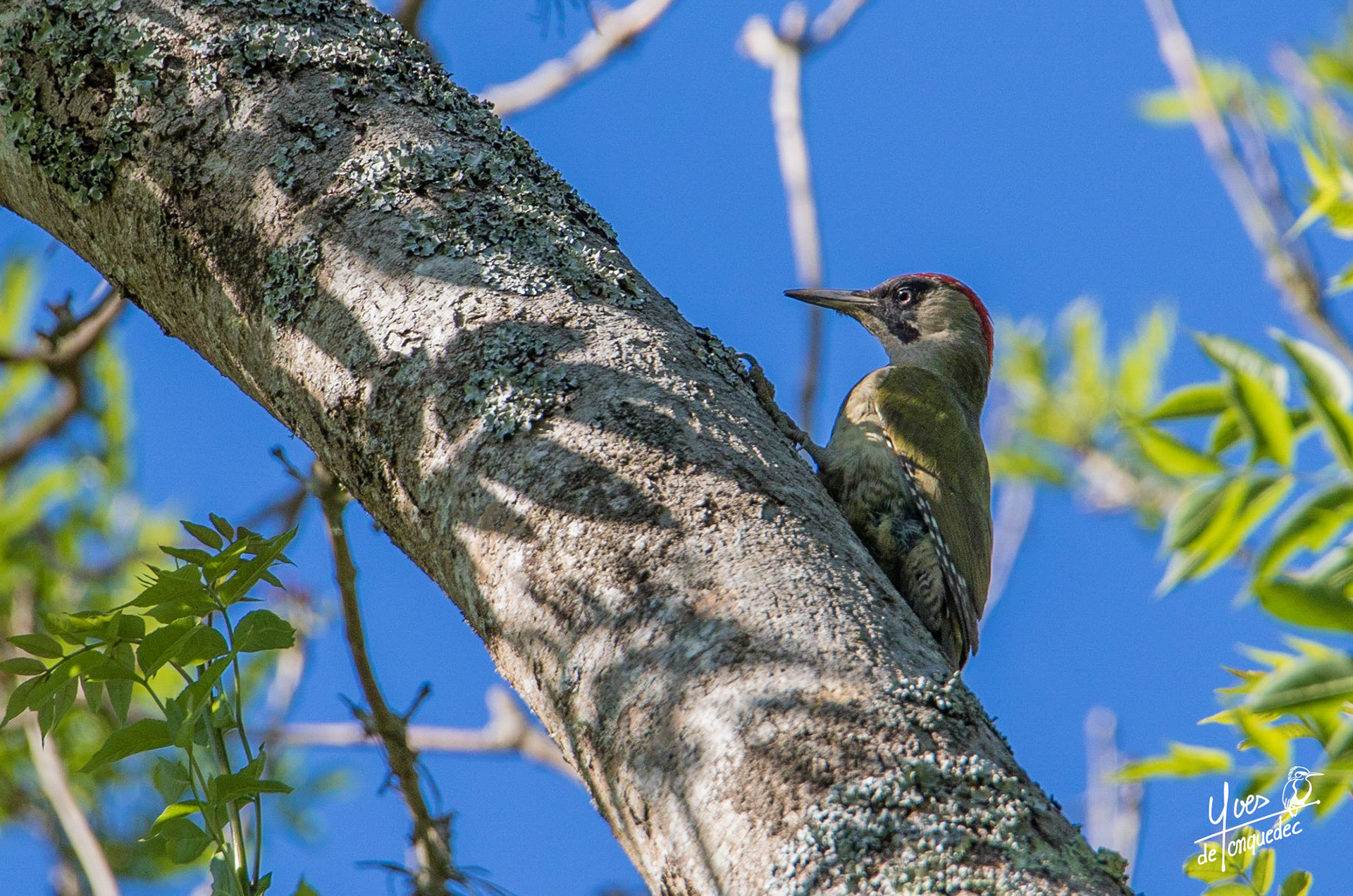 Le Pic vert prend le frais sur le grand Frêne à bourgeon noir