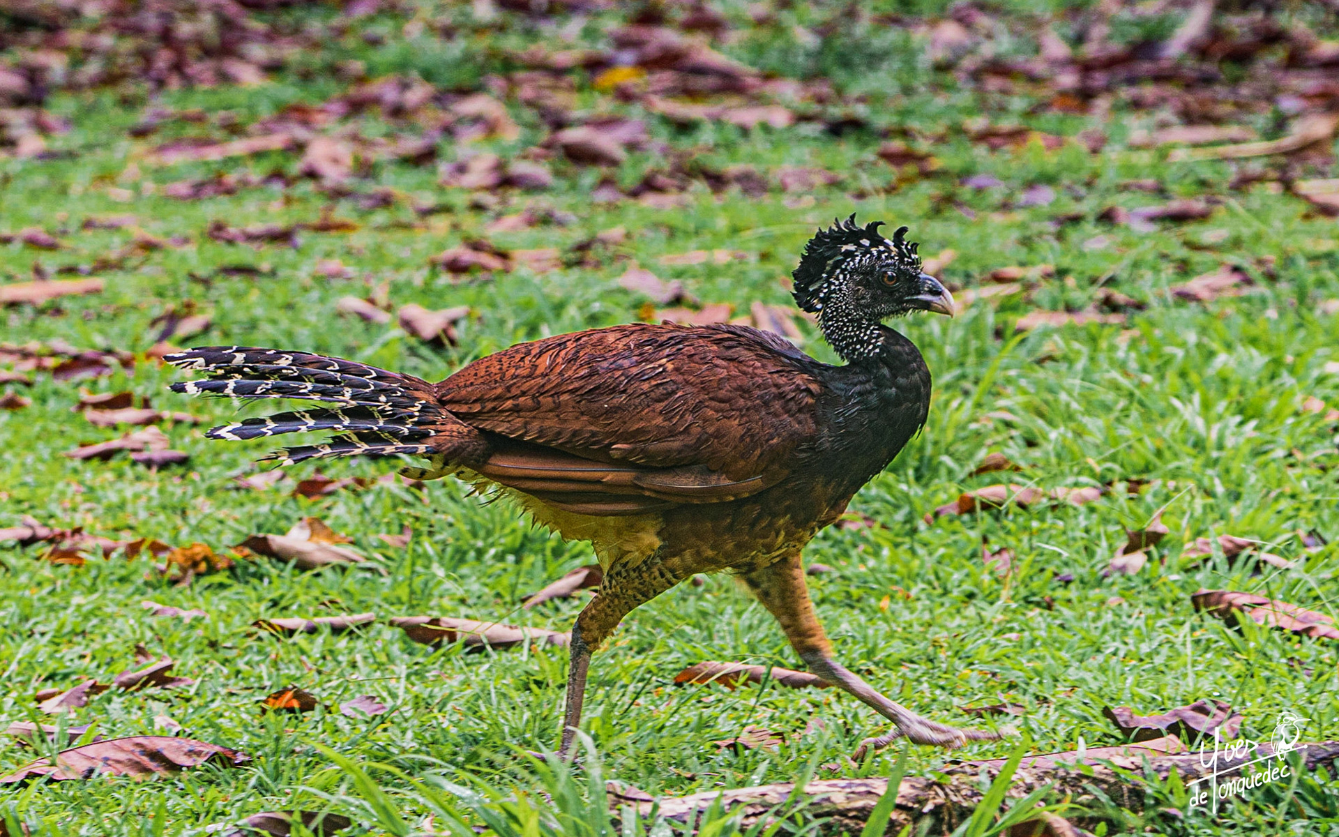 La femmelle du Grand hocco passe son chemin