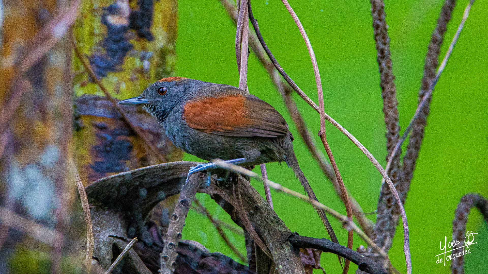 Un Synallaxe ardoisé prêt à bondir