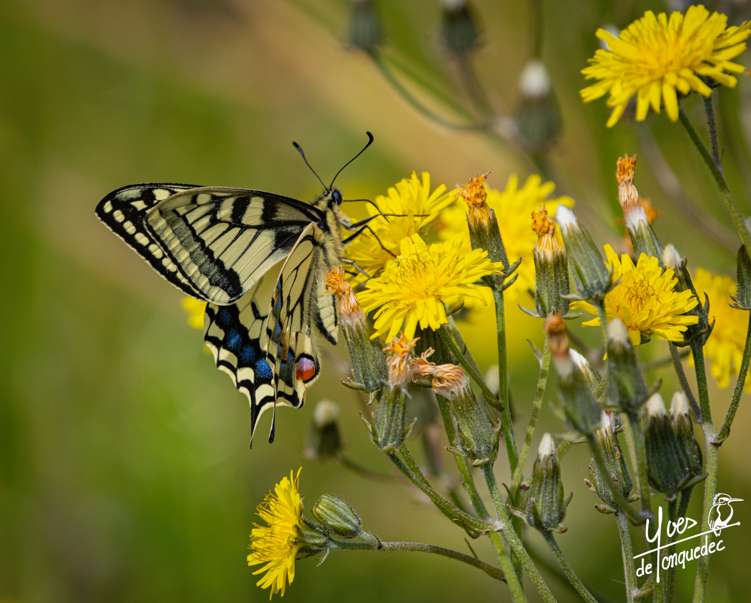 Le Machaon se régale sur le Crépis à vésicules