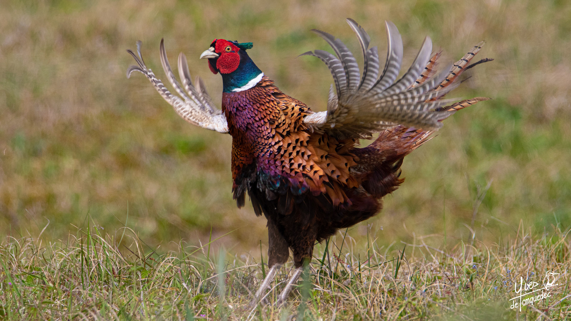 Faisan de Colchide dans le pré, c'est bientôt l'été