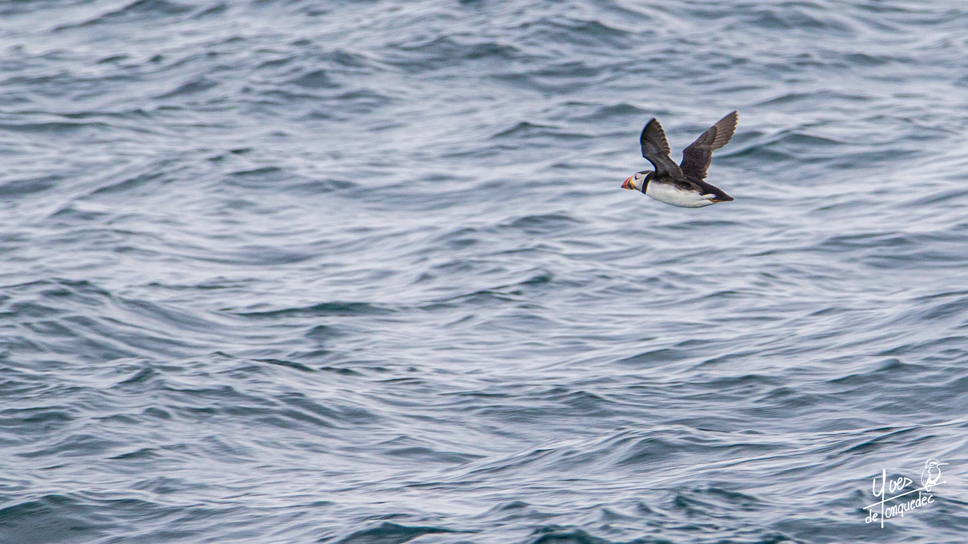 Départ du Macareux moine pour la pêche