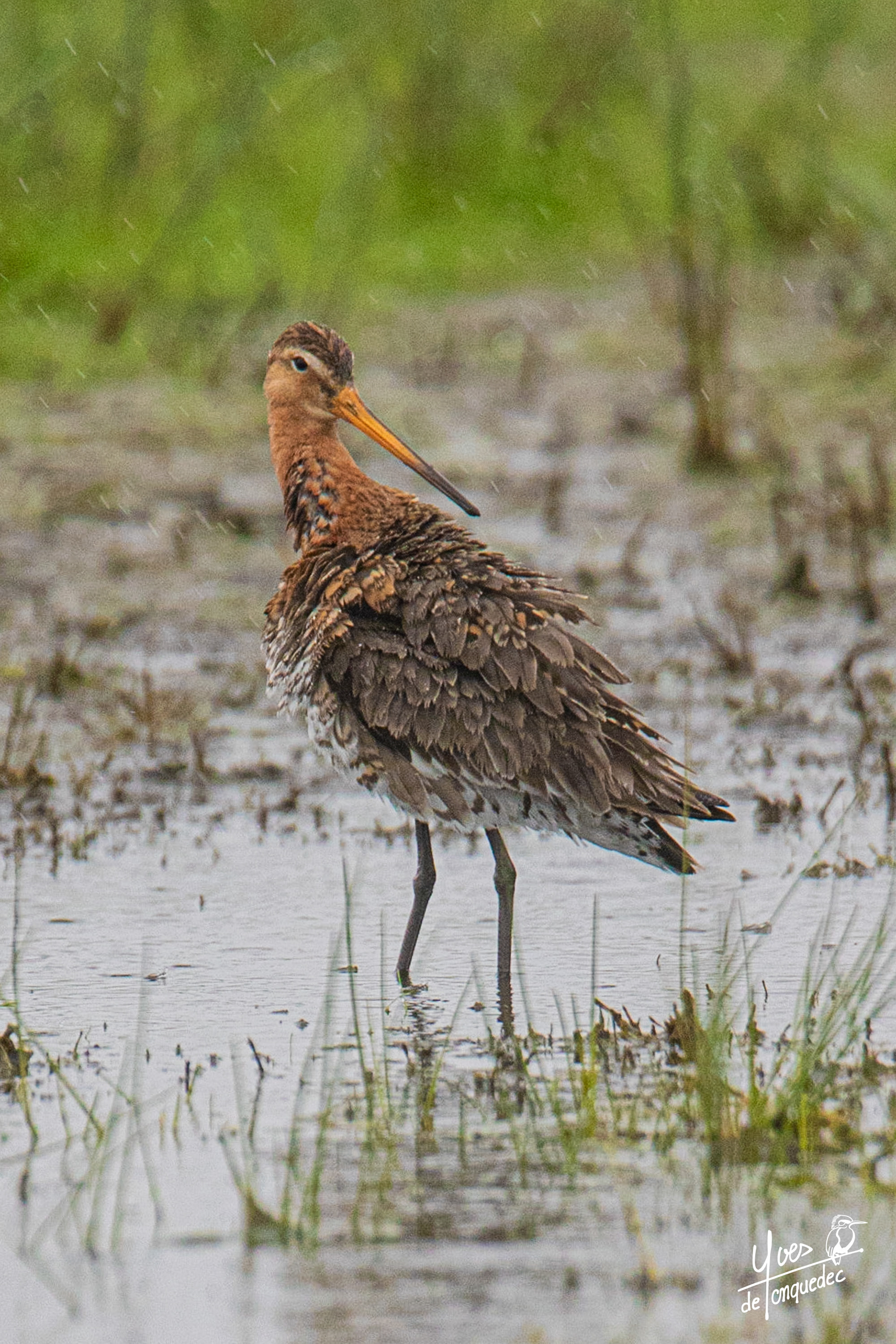 La Barge à queue noire s'ébroue sous la pluie