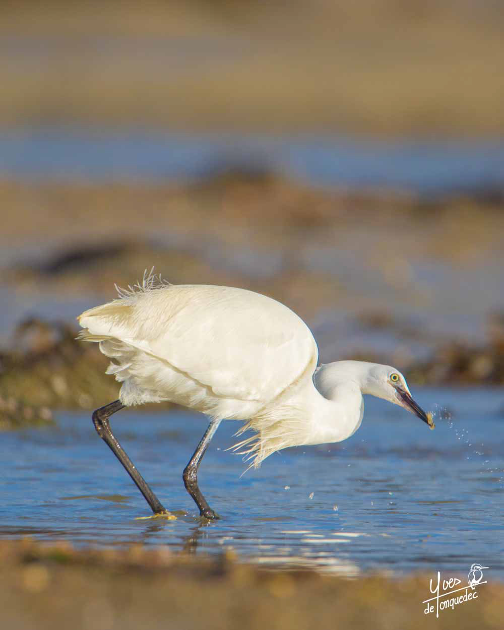 Pêche à la Crevette de l'Aigrette garzette - Baie Sainte Anne Trégastel le 2 janvier 2021