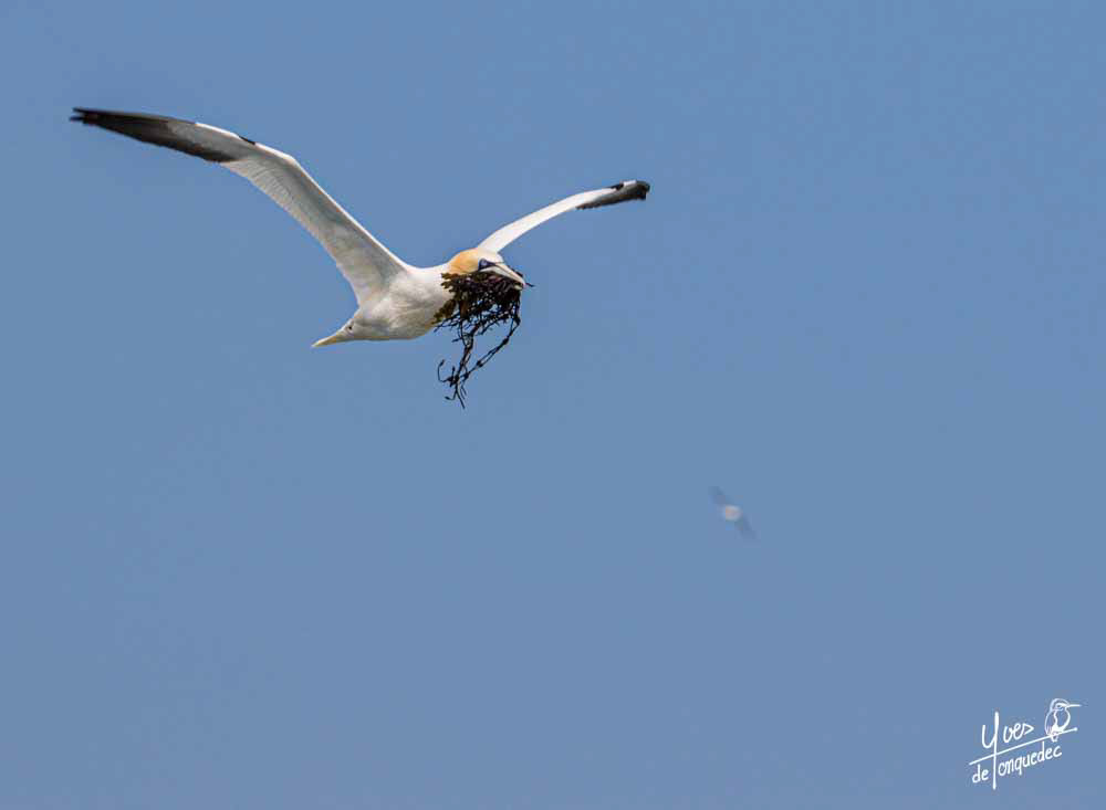 Fou de Bassan goëmonier