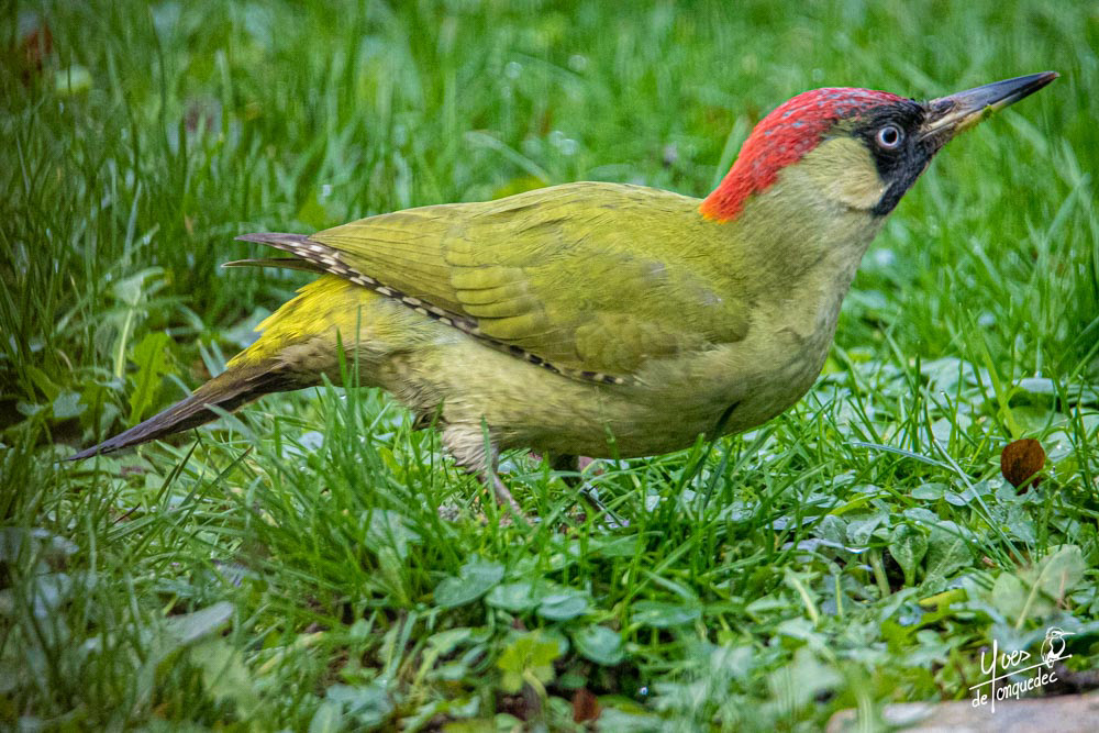 Pic vert sur le tapis vert du Jardin de Rose-Anne et Jean-Pierre à Louveciennes