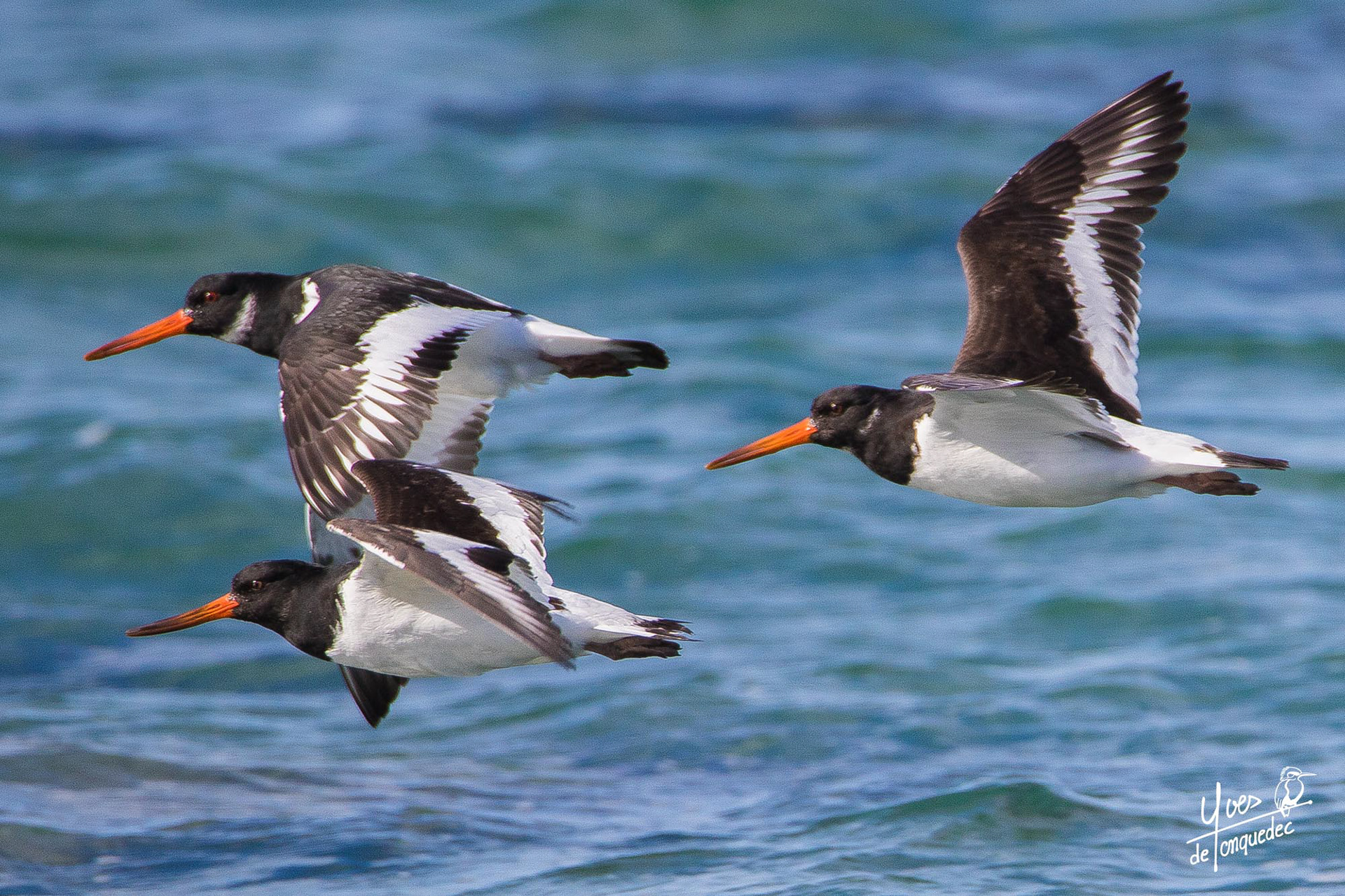 Trois Huitriers pie en escadrille au large de l'île plate de Landrellec Côte d'Armor
