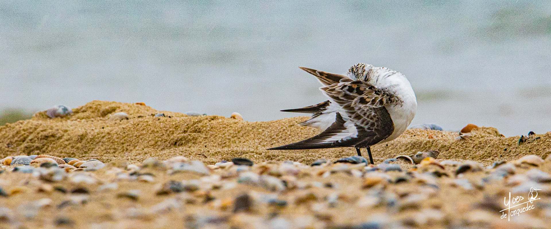 Toute en finesse, la toilette du Bécasseau sanderling 