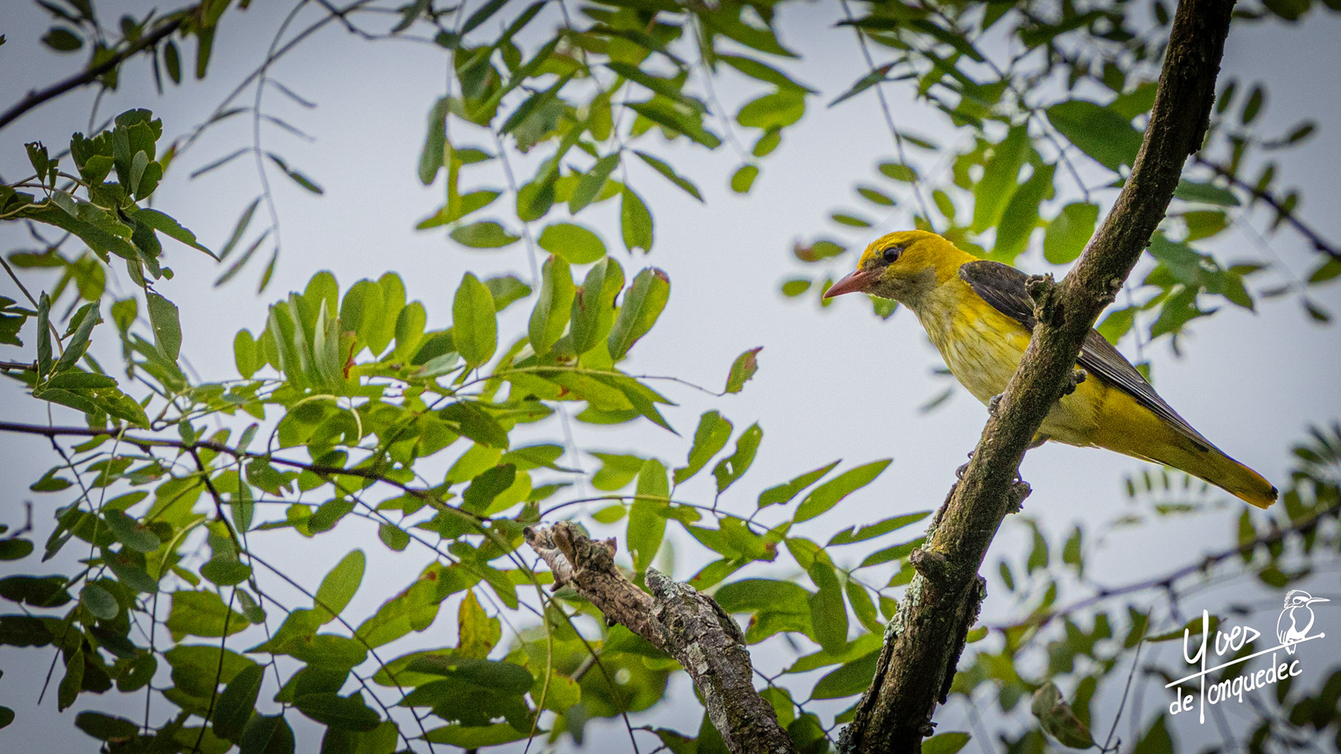 Petit coup d'oeil curieux du Loriot d'Europe