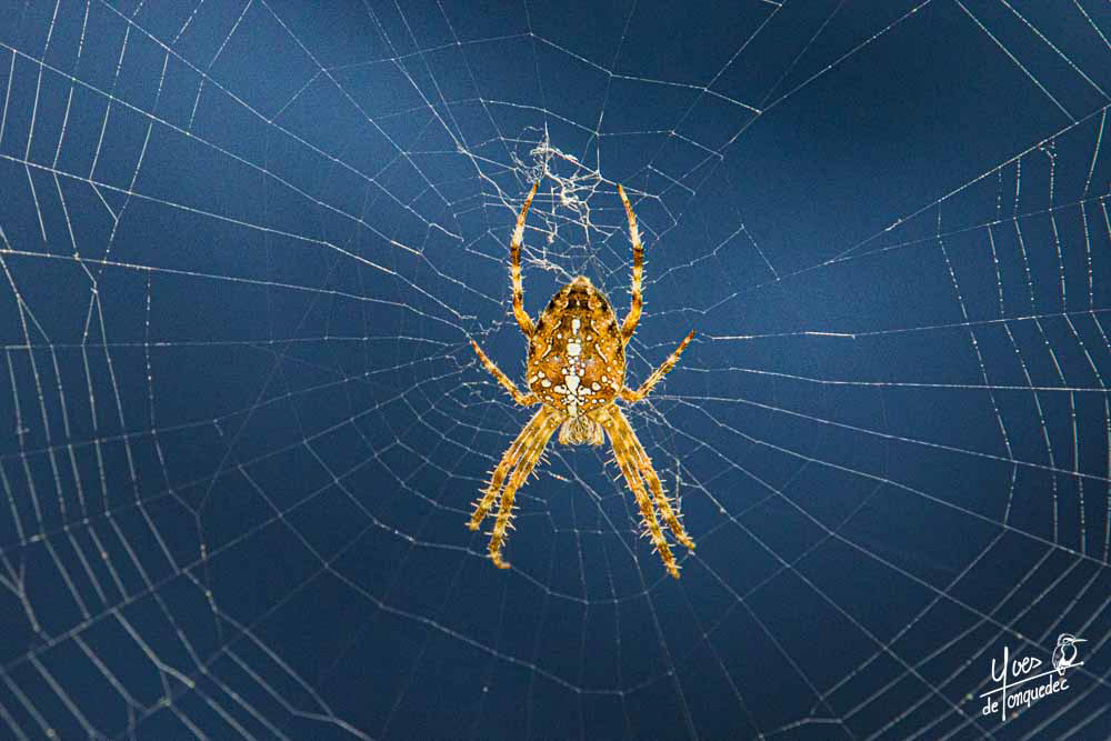 L'Epeire diadème sur fond bleu - Clos Antoine Refuge LPO