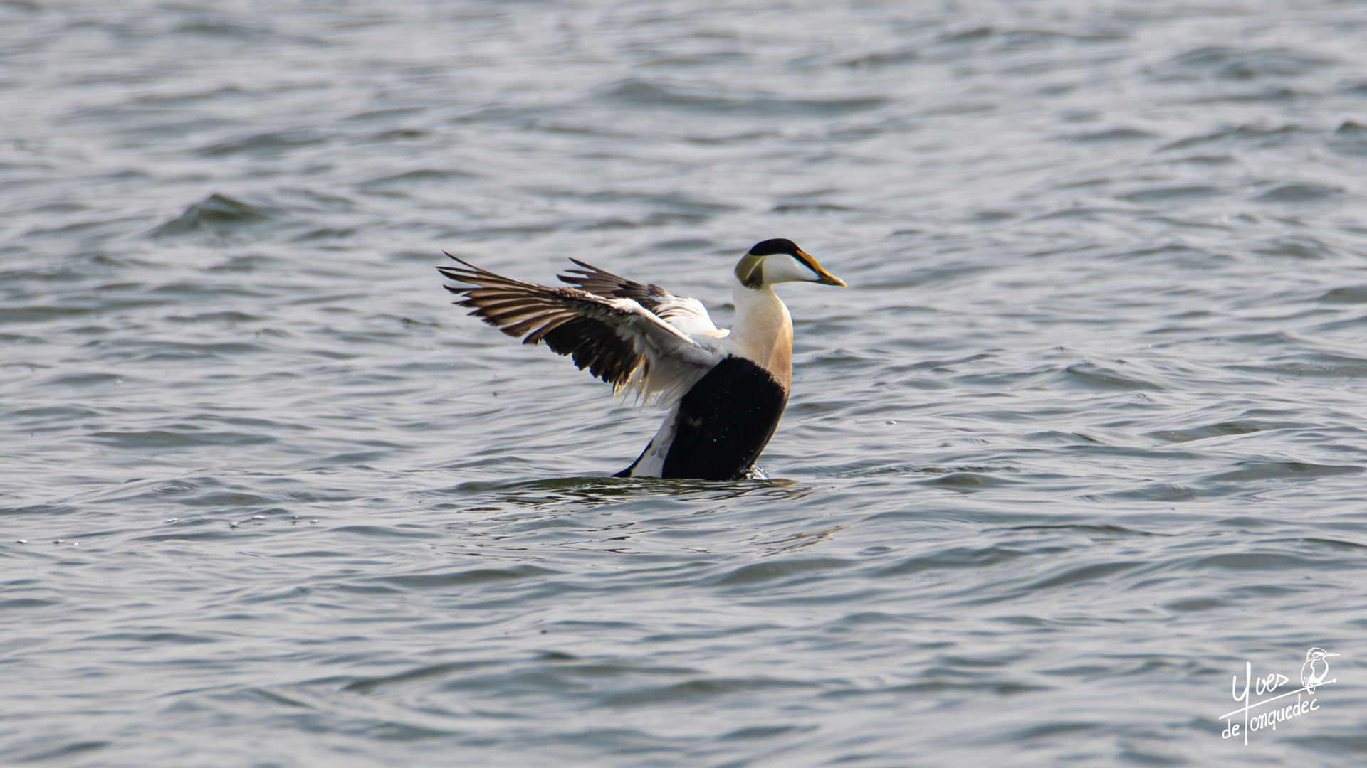 Un Eider à duvet s'épanoui