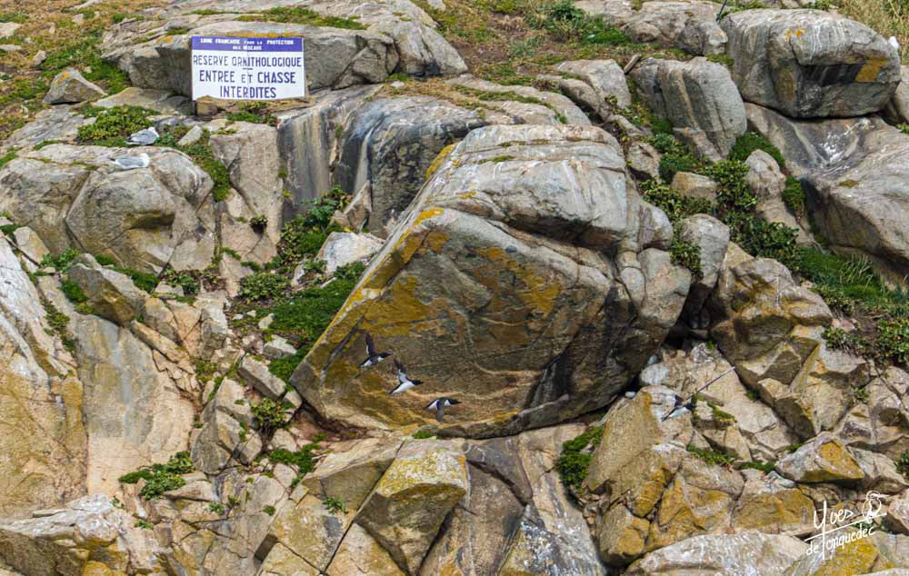 Quatre Pingouins torda arrivant à la réserve naturelle nationale des 7 îles